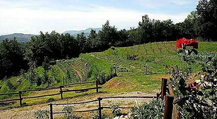 Agriturismo Paneolio Villa Collemandina Appartamento