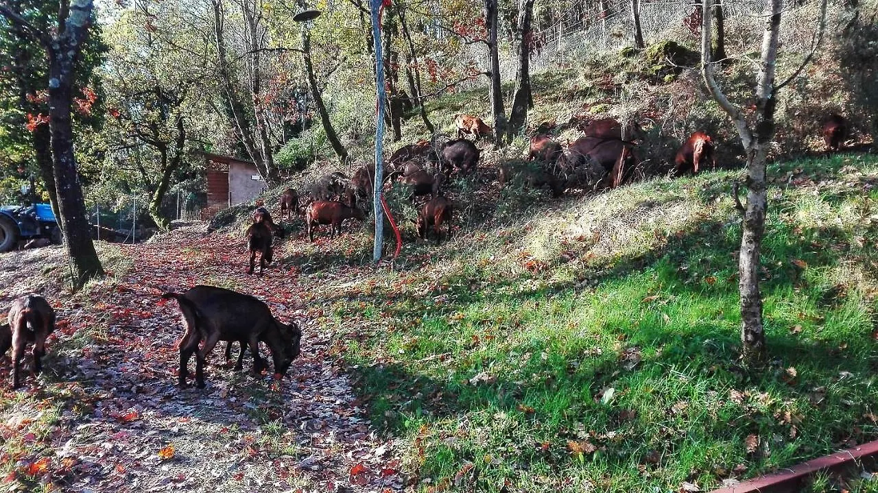 Agriturismo Paneolio Villa Collemandina Appartamento
